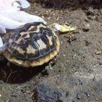 Nachzucht Spaltenschildkröte