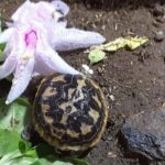 Nachzucht Spaltenschildkröte