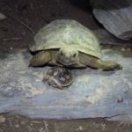 Unsere erste Nachzucht der ostafrikanischen Spaltenschildkröte