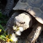 Gedanken zur Ernährung und Haltung europäischer Landschildkröten