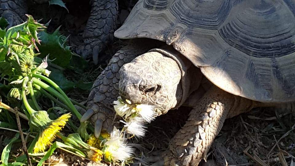 Testudo hermanni boettgeri