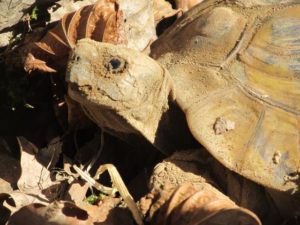 Griechische Landschildkröte nach der Kältestarre