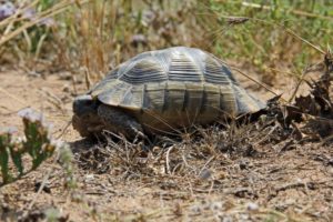 Natürlicher Lebensraum griechischer Landschildkröten