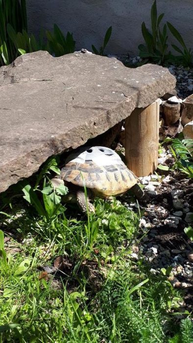 Gertrud mit Panzerprothese unterwegs