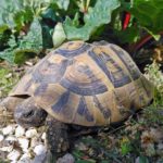 Die Sache mit der Oxalsäure – ein paar Anmerkungen zur Ernährung Europäischer Landschildkröten
