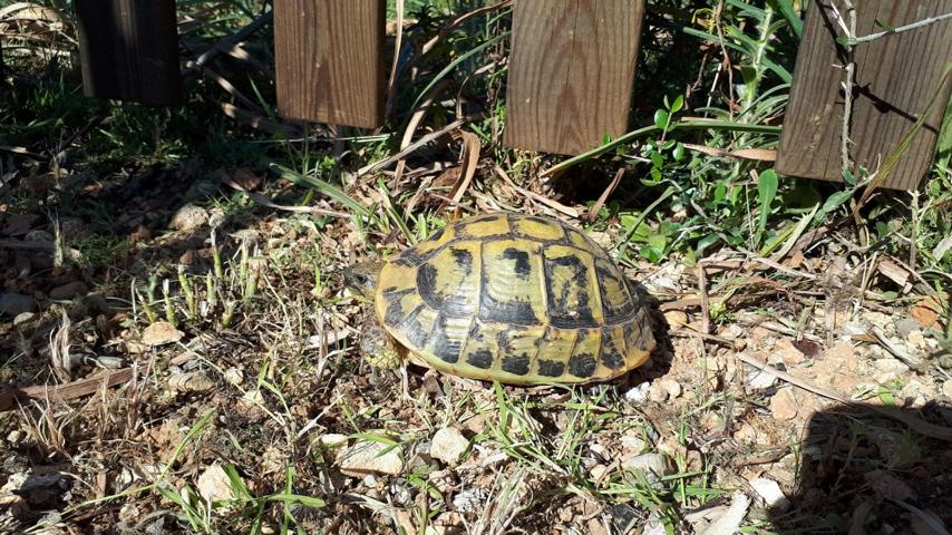 Testudo hermanni hermanni auf dem Hotelgelände