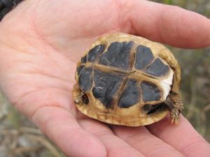 Tote semiadulte Testudo hermanni hermanni