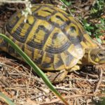 Landschildkröten auf Mallorca