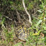 Landschildkröten auf Mallorca