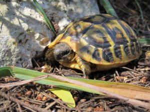 Griechische Landschildkröte auf Mallorca