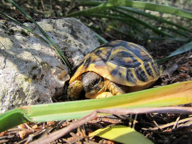 Landschildkröten auf Mallorca