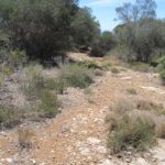Schilkrötenhabitat im Südwesten Mallorcas