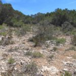 Schilkrötenhabitat im Südwesten Mallorcas