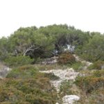 Habitat auf Mallorca