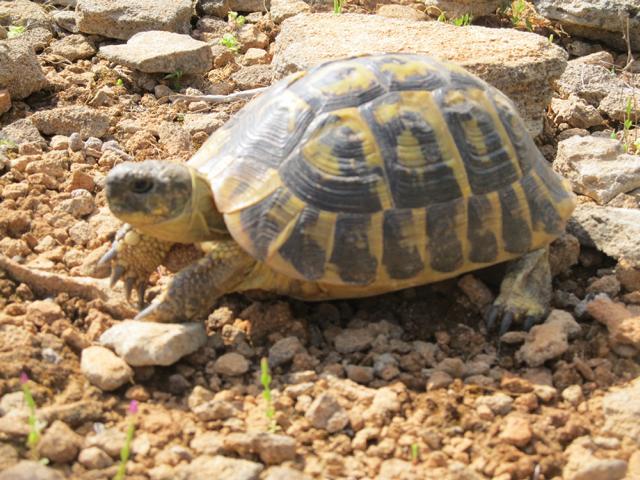 Schildkrötenhabitat an der Nordküste