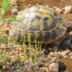 Schildkrötenhabitat an der Nordküste