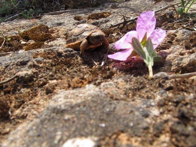 Schlüpfling der Griechischen Landschildkröte auf Mallorca