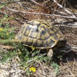 Schildkrötenhabitat am Strand-Nordküste