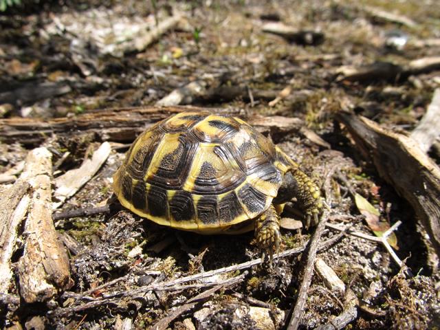 Schildkrötenhabitat am Strand-Nordküste