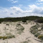 Schildkrötenhabitat am Strand-Nordküste