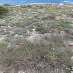 Schildkrötenhabitat am Strand-Nordküste