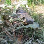 Kräuterheu für griechische Landschildkröten