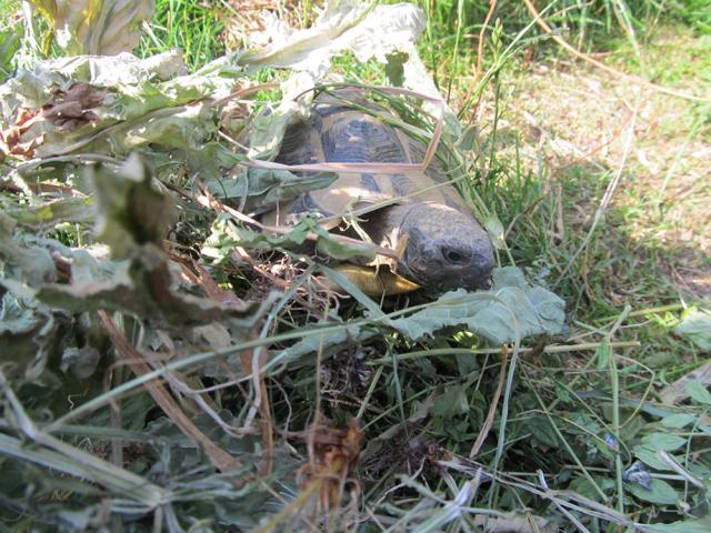 Kräuterheu für griechische Landschildkröten