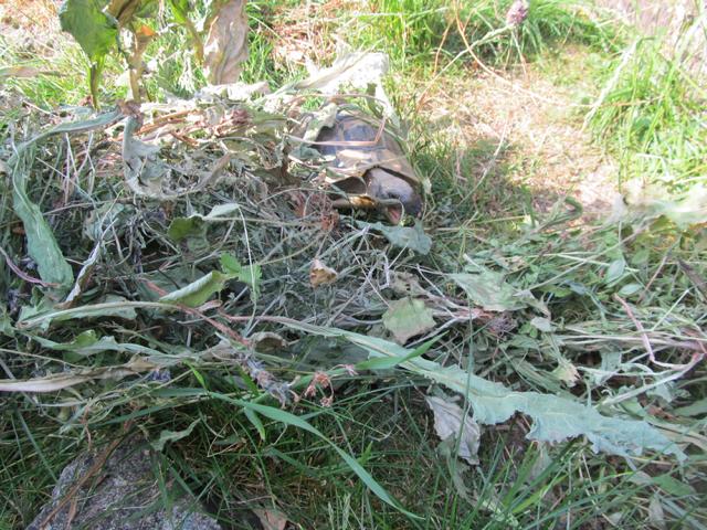 Kräuterheu für griechische Landschildkröten