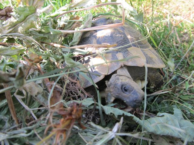 Kräuterheu für griechische Landschildkröten