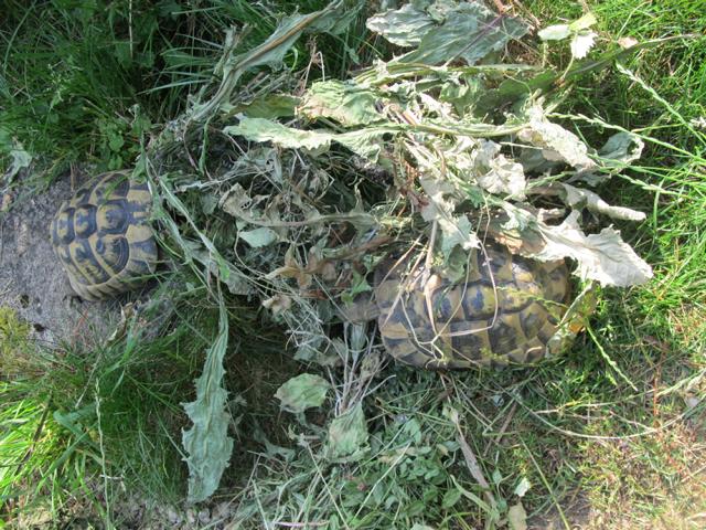 Kräuterheu für griechische Landschildkröten