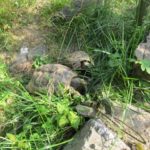 Kräuterheu für griechische Landschildkröten