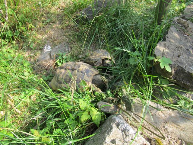 Kräuterheu für griechische Landschildkröten