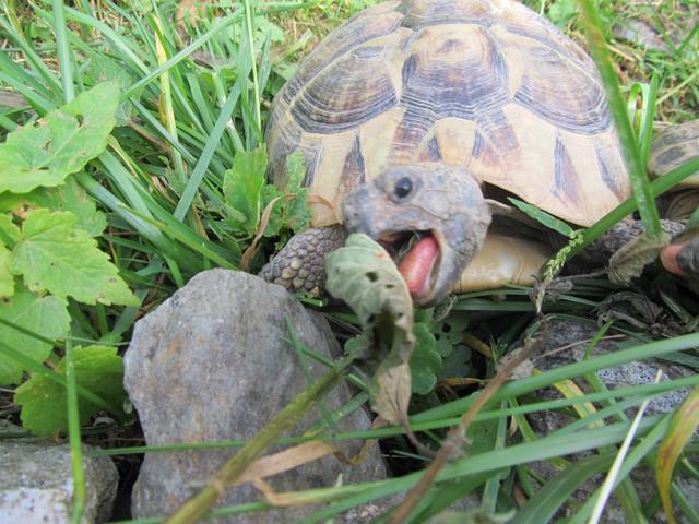 Kräuterheu für griechische Landschildkröten