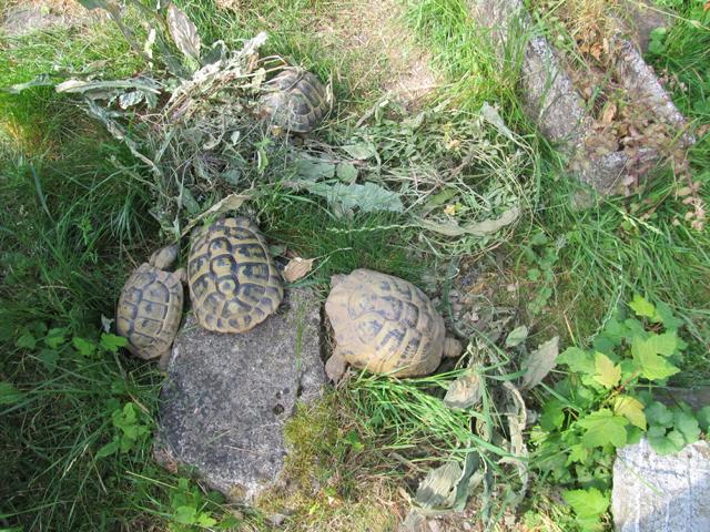 Kräuterheu für griechische Landschildkröten