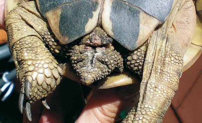 Abb. 15 Kloakenriss bei einer weiblichen Testudo hermanni hermanni. Cloaca disruption of a female Testudo hermanni hermanni. Foto: Hartmut Fehr