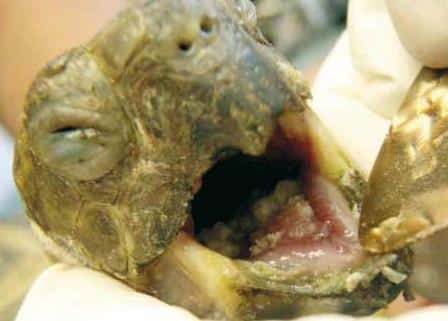 Abb. 17 Bei dieser Schildkröte ist die Herpesinfektion offensichtlich. Foto: Petra Kösterke