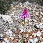 Pflanzen auf Mallorca-ReicPflanzen auf Mallorca-Spitzorchidee (Anacamptis pyramidalis)