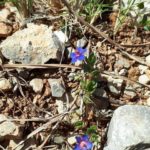 Pflanzen auf Mallorca-Blauer Gauchheil