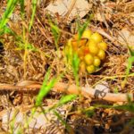 Pflanzen auf Mallorca-Fruchtstand Aronstab