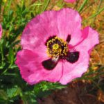 Pflanzen auf Mallorca-Mohn