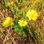 Pflanzen auf Mallorca-Kronenwucherblume