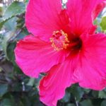 Pflanzen auf Mallorca-Hibiskus
