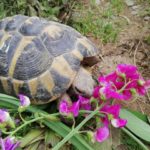 Die Griechische Landschildkröte Praxisbuch für Einsteiger Naturnahe Haltung und Verehrung PDF