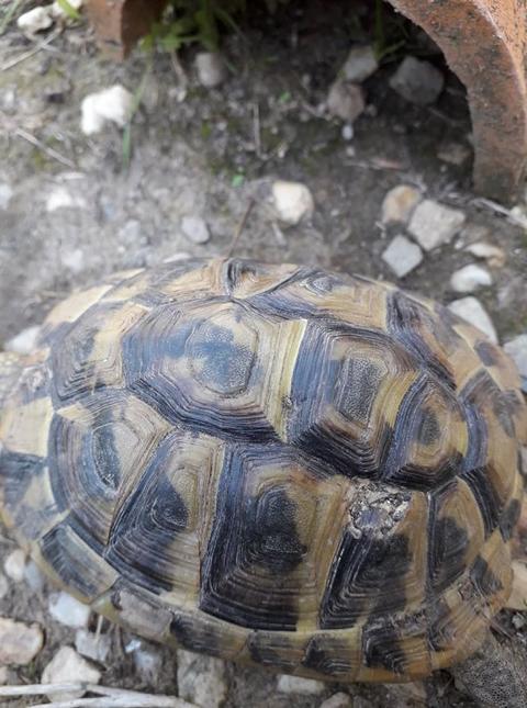 Griechische Landschildkröte nach Hundeangriff