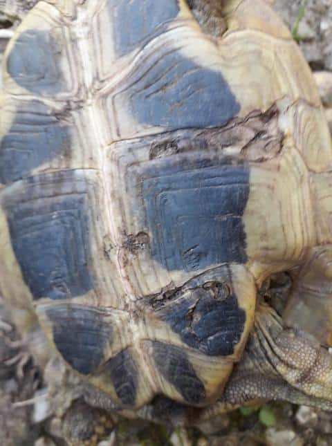 Griechische Landschildkröte nach Hundeangriff