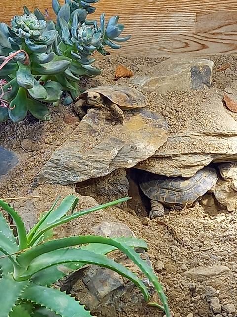 Rückblick -Das "neue" Innengehege für die Spaltenschildkröten