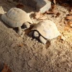 Arbeiten im und am Schildkrötengehege-Monat März