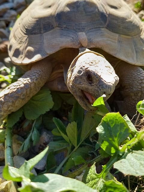 Eiablageplatz-Weibchen griechische Landschildkröte