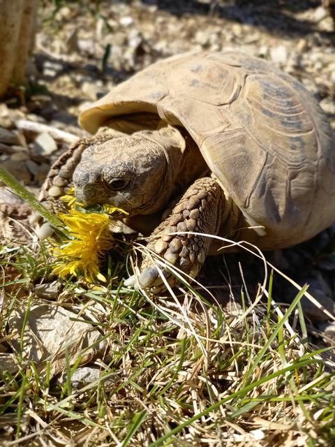 Eiablageplatz-Weibchen griechische Landschildkröte-unser Susi