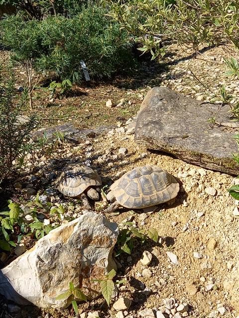 Griechische Landschildkröten in unserem Schildkrötengehege